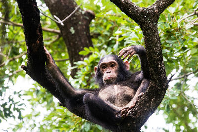 Close-up of a young chimpanzee sitting in a tree in Gombe Stream National Park, Tanzania.