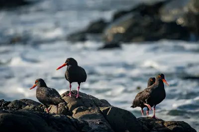 African Oystercatchers standing on rocky shoreline with Atlantic surf in the background at Pearl Bay near Yzerfontein.