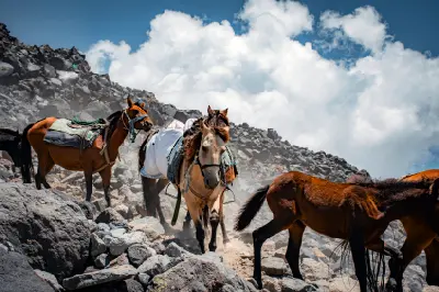 Pack horses on a rocky trail on the volcanic slopes of Mount Ararat in Eastern Turkey.