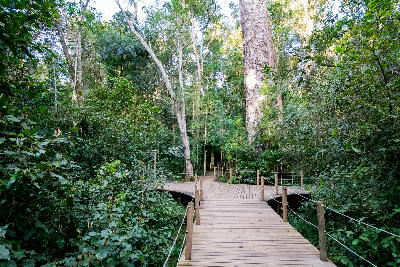 Wooden boardwalk approaching the Big Tree within dense indigenous forest in Tsitsikamma National Park, South Africa.