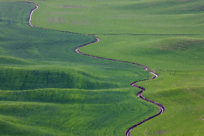 Curving farm road winding through rolling green wheat fields in the Palouse region of Washington State