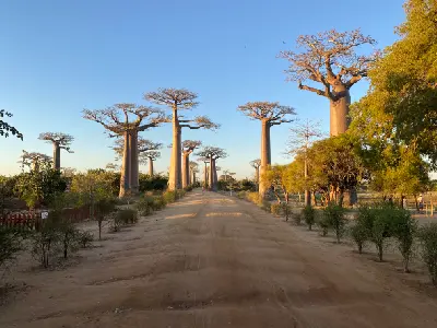 Avenue of the Baobabs in Madagascar with giant baobab trees lining a dirt road under clear blue sky