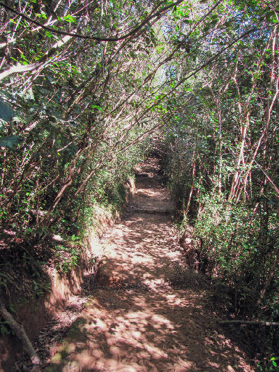 Forest trail passing through dense rainforest vegetation in Ranomafana National Park, Madagascar
