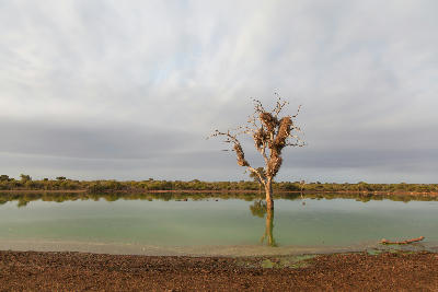 Dead tree standing in Sunset Dam near Lower Sabie in Kruger National Park with calm water and dramatic evening clouds.