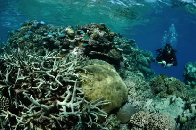 Scuba diver swimming beside dense hard corals and tropical fish at Agincourt Reefs, Great Barrier Reef, Queensland, Australia.