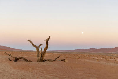 Dead tree in open desert sand under soft evening light in the Namib Desert, Namibia.