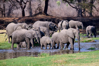 African elephant herd with calves crossing the Jongomero River in Ruaha National Park, Tanzania.