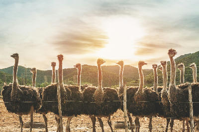 Ostriches on a farm near Oudtshoorn in the Klein Karoo, Western Cape, South Africa.