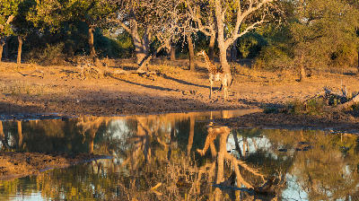 Giraffe reflected in a waterhole at sunset in Mapungubwe National Park, Limpopo.