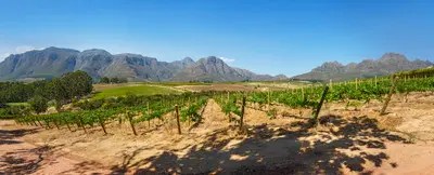 Vineyard rows at Rust en Vrede Estate with the Helderberg Mountains rising behind Stellenbosch in the Cape Winelands, South Africa.