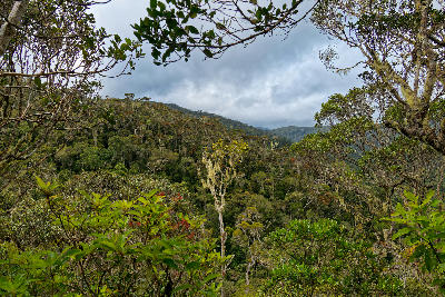 Dense rainforest canopy and misty jungle hills in eastern Madagascar