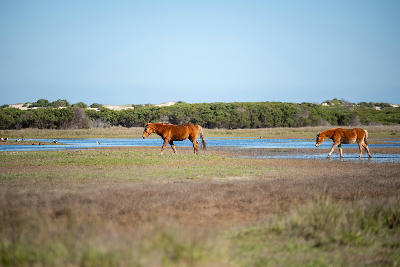 Wild horses crossing wetland lagoons at Rooisand Nature Reserve near Kleinmond on the Overberg coast, South Africa.