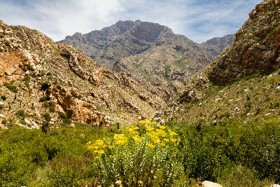 Yellow wildflowers growing beneath rugged folded sandstone mountains in Seweweekspoort, Klein Karoo, South Africa.