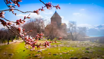 Pink almond blossoms framing Holy Cross Church on Akdamar Island, with Lake Van and snow-capped mountains beyond.