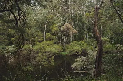 Warren River surrounded by dense forest vegetation in Warren National Park near Pemberton, Western Australia.