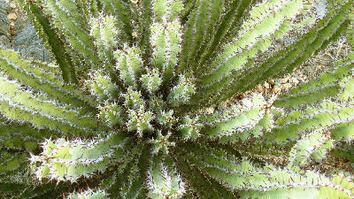 Close-up view of a spiny succulent plant in the Richtersveld, showing dense green stems and sharp thorns characteristic of the desert flora of the Northern Cape.