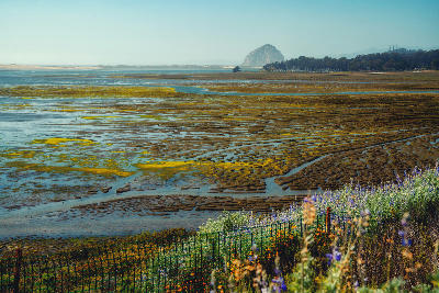 Tidal mudflats and winding channels in Morro Bay Estuary with Morro Rock in the background, California.