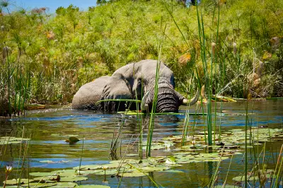African elephant standing among papyrus and water lilies in the wetlands of Chief's Island, Okavango Delta, Botswana.