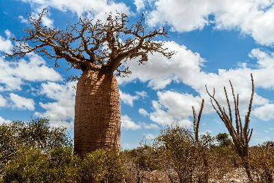 Ancient baobab tree rising above thorny dry forest vegetation near Andavadoaka in western Madagascar
