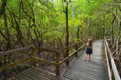 A young girl stands on a wooden boardwalk that winds through a dense, tangled mangrove forest with thin green trees.
