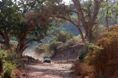 Safari vehicle travelling along a dusty road beneath towering fig trees in the lush groundwater forest of Lake Manyara National Park, northern Tanzania.