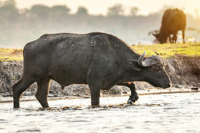 Cape buffalo wading through the Chobe River at sunset on the Chobe Riverfront in Botswana.