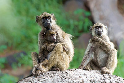 Adult chacma baboons with a young baboon resting on a fallen tree trunk in Mashatu Game Reserve, Tuli Block, Botswana.