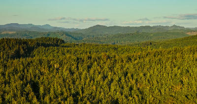 Drone view of rolling, forested hills along the Oregon Coast, covered in dense evergreen woodland.
