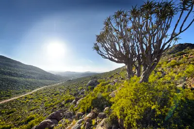 Quiver tree overlooking rocky mountain slopes and valleys in the Kamiesberg region of Namaqualand, Northern Cape, South Africa.