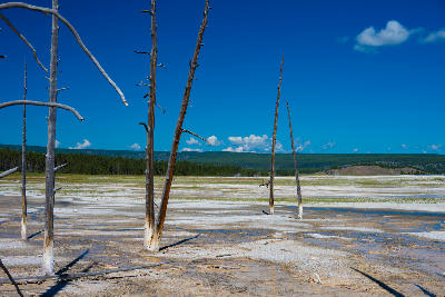 Dead trees Norris Geyser Basin Yellowstone geothermal landscape mineral soil barren terrain Wyoming USA