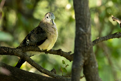 Tambourine Dove perched on a branch in the riverine forest near Pafuri Picnic Site in northern Kruger National Park.