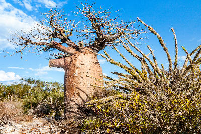 Ancient baobab tree surrounded by thorny dry forest vegetation in western Madagascar near Andavadoaka
