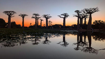 Baobab tree silhouettes reflected in water at sunset along the Avenue of the Baobabs in Madagascar