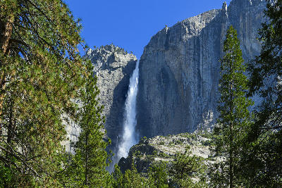 Yosemite Falls cascading down a granite cliff in Yosemite Valley, California, surrounded by pine trees in spring.