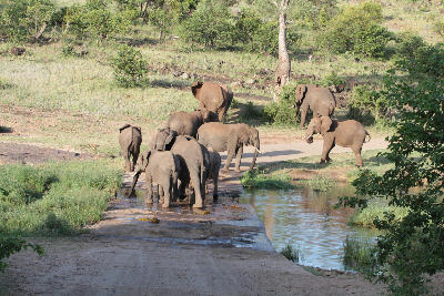 A herd of African elephants crossing a low-water bridge at Pioneer Dam near Mopani Rest Camp in Kruger National Park, South Africa.