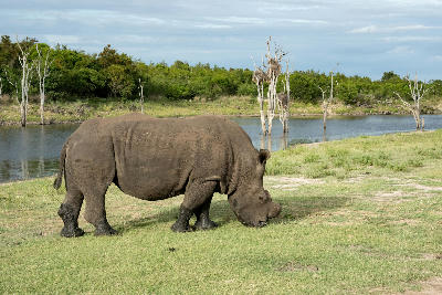 White rhinoceros grazing beside the Crocodile River in Kruger National Park with water, dead trees and riverbank vegetation in the background.
