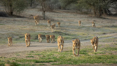 Large pride of African lionesses walking with numerous cubs across the Ndutu Plains in northern Tanzania.