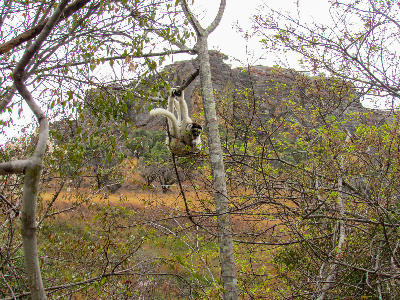 Lemur resting among forest trees in the rainforest landscapes of Ranomafana National Park, Madagascar