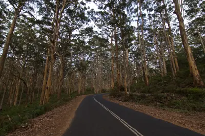 Winding paved road through tall karri trees in Boranup Forest near Margaret River, Western Australia.