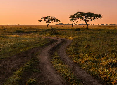 Golden sunrise over the open savanna of Serengeti National Park with a winding dirt track and umbrella acacia trees, Tanzania.