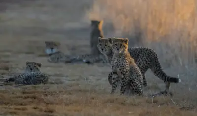 Cheetah family resting in golden grassland at sunset in Rietvlei Nature Reserve, Gauteng.