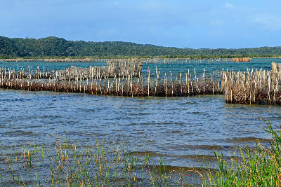 Traditional Tsonga fish traps in the waters of Kosi Bay, surrounded by coastal wetlands and dune forests in KwaZulu-Natal, South Africa.
