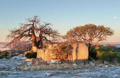 Baobab trees and granite outcrops on Kubu Island above the Makgadikgadi salt pans in Botswana.