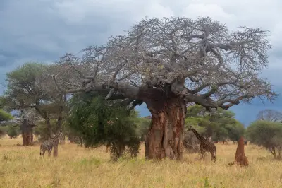 Giraffes feeding beneath giant baobab trees in Tarangire National Park, Tanzania.