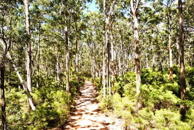 Sandy track through tall karri trees and green undergrowth in Boranup Forest, Western Australia.