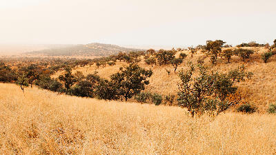 Rolling grasslands and scattered acacia woodland in the Grumeti region of the Western Serengeti, Tanzania.