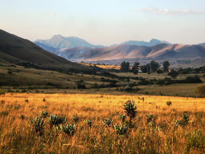 Golden grasslands with aloes and rolling mountain ridges in the Makhonjwa Mountains near Barberton, South Africa.