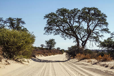 Sandy safari track winding through camel thorn woodland in Kgalagadi Transfrontier Park, Northern Cape, South Africa.