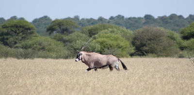 Adult gemsbok (Oryx gazella) walking through tall grass in the Central Kalahari Game Reserve, Botswana.