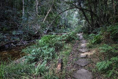 Hiking trail beside Jubilee Creek in the indigenous Knysna Forest near Knysna, South Africa.